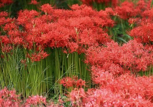 Lycoris-radiata.jpg