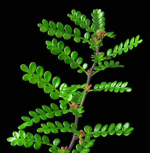 Zanthoxylum_beecheyanum_var_alatum%20.jpg