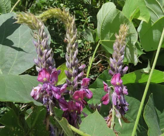 Pueraria%20montana%20var_%20lobata%20%202012-07-27.jpg