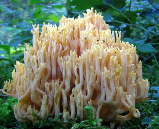 Ramaria_aurea01.jpg