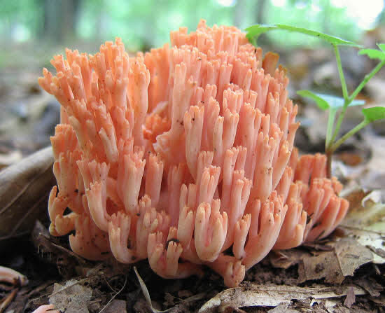 1200px-Ramaria_sp__45157.jpg