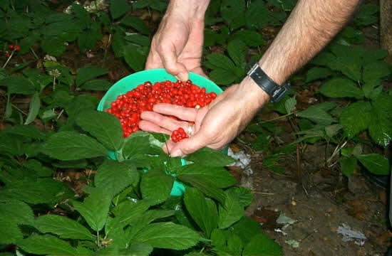 Maint- berry picking.jpg