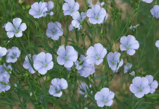 flax-linseed-blue-flowers.jpg