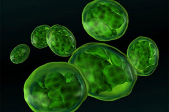 Chlorella-In-Cancer-Prevention.jpg