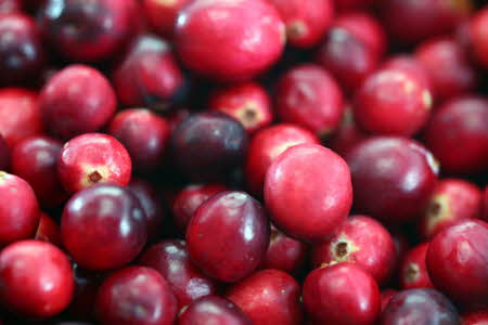 Cranberries20101210.jpg