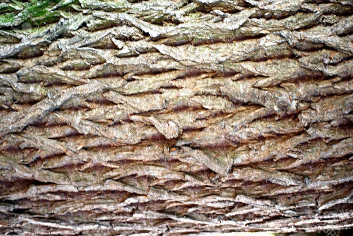 Willow_Tree_Bark.jpg