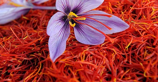 saffron-1.jpg