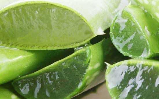 크기변환_1Aloe-vera-comment-bien-le-conserver_exact1900x908_l-1080x675.jpg