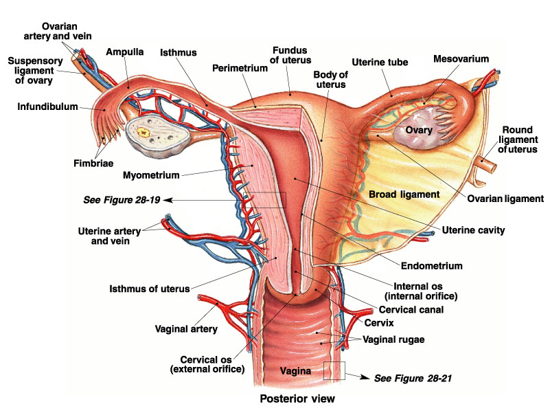 Uterus-Anatomy-function-ideas-Anatomy-Of-Uterine-Uterus-Diagrams-Popular-The-With-Diagr-On.jpg