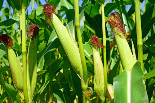 maize_plant.jpg