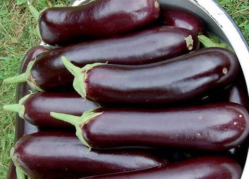 사본 -0034-diamond-eggplant-organic.jpg