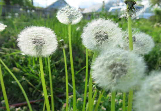 일괄편집_Dandelion-seed-heads_width579.jpg