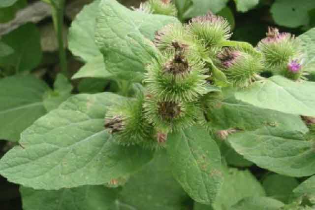 일괄편집_burdock.jpg