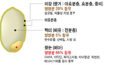 현미의%20효능.jpg