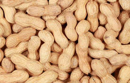 크기변환_1groundnut.jpg