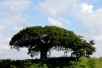천연기념물 제494호, 고창 수동리 팽나무