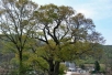 천연기념물 제﻿﻿﻿﻿279﻿﻿﻿﻿호 ﻿﻿﻿﻿‘﻿﻿﻿﻿원성 대안리 느티나무