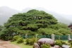 천연기념물 제180호 운문사 수령 500년된 소나무