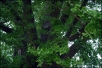 천연기념물 제64호인 울주 구량리 은행나무