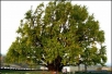 우리나라에서 가장 아름다운 은행나무 천연기념물 제167호인 반계리 은행나무