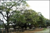 청천마을에는 팽나무 54그루, 느티나무 60여 그루가 천연기념물 제82호로 지정이 되어있다