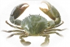 청해[靑蟹], 톱날꽃게는 낙동강 하구 특산품종으로 지역 어업인들이 선호하…