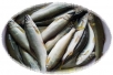 오수천 은어(全北 任實郡 獒樹川 銀魚, sweetfish), 은구어,은구어,양야 은어,…