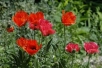 <span style='background-color:YELLOW; color:RED;'>양귀비</span>(Papaver somniferum L.),앵속각(罌粟殼),흰<span style='background-color:YELLOW; color:RED;'>양귀비</span>(흰아편꽃), 두메<span style='background-color:YELLOW; color:RED;'>양귀비</span>(…