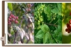 초목(椒木), 재피, 지피, 천초, 남초, 산초, 파초, 촉초, <span style='background-color:YELLOW; color:RED;'>초피나무</span>의 열매